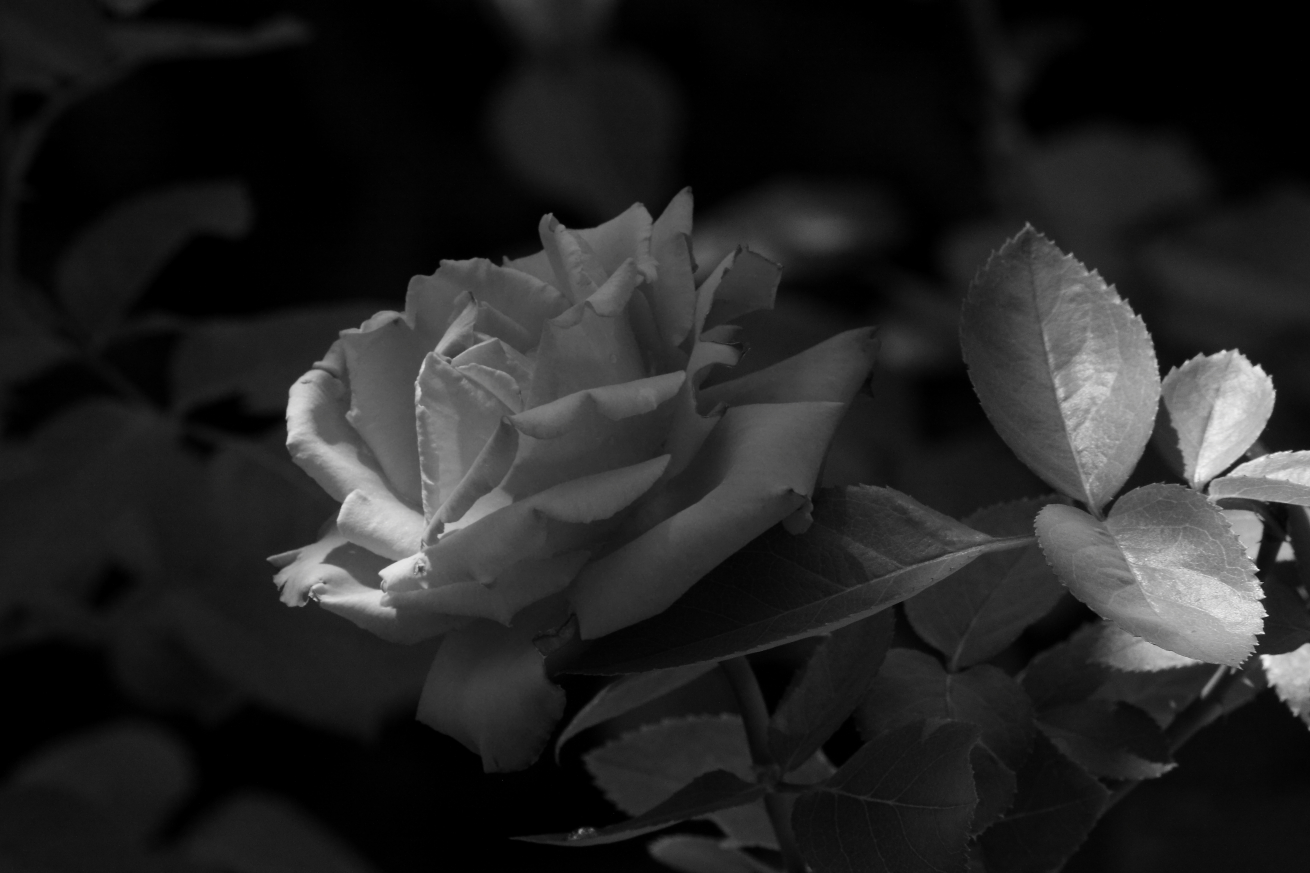 2015 08 04 HTP 000078507ebw